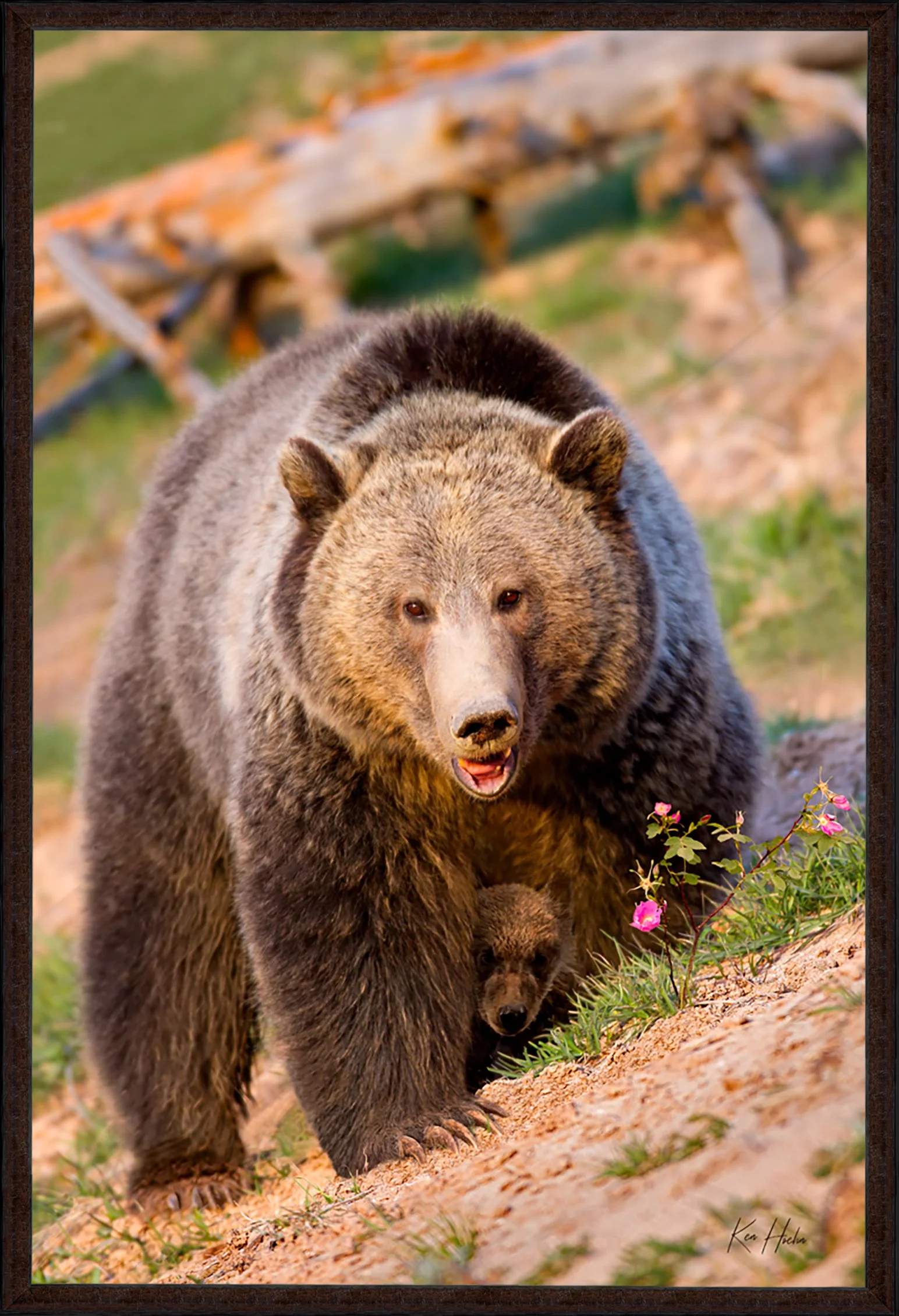 Alberta Wild - Grizzly Bear - Cubs — The Ken Hoehn Gallery